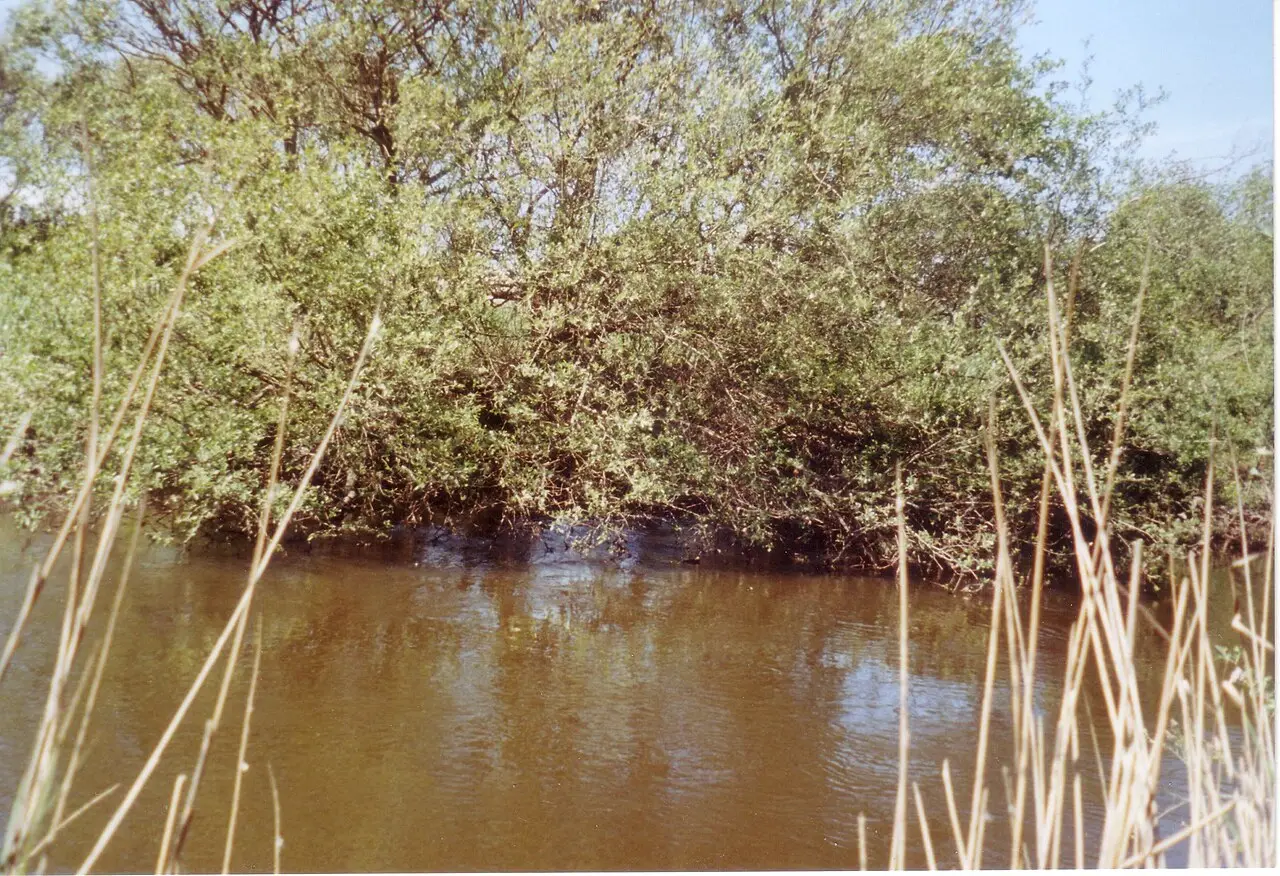 El Courant d'Huchet, en la reserva natural