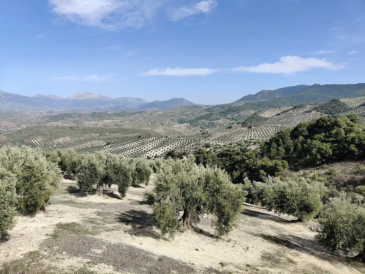 Olivares en la provincia de Jaén con la sierra al fondo