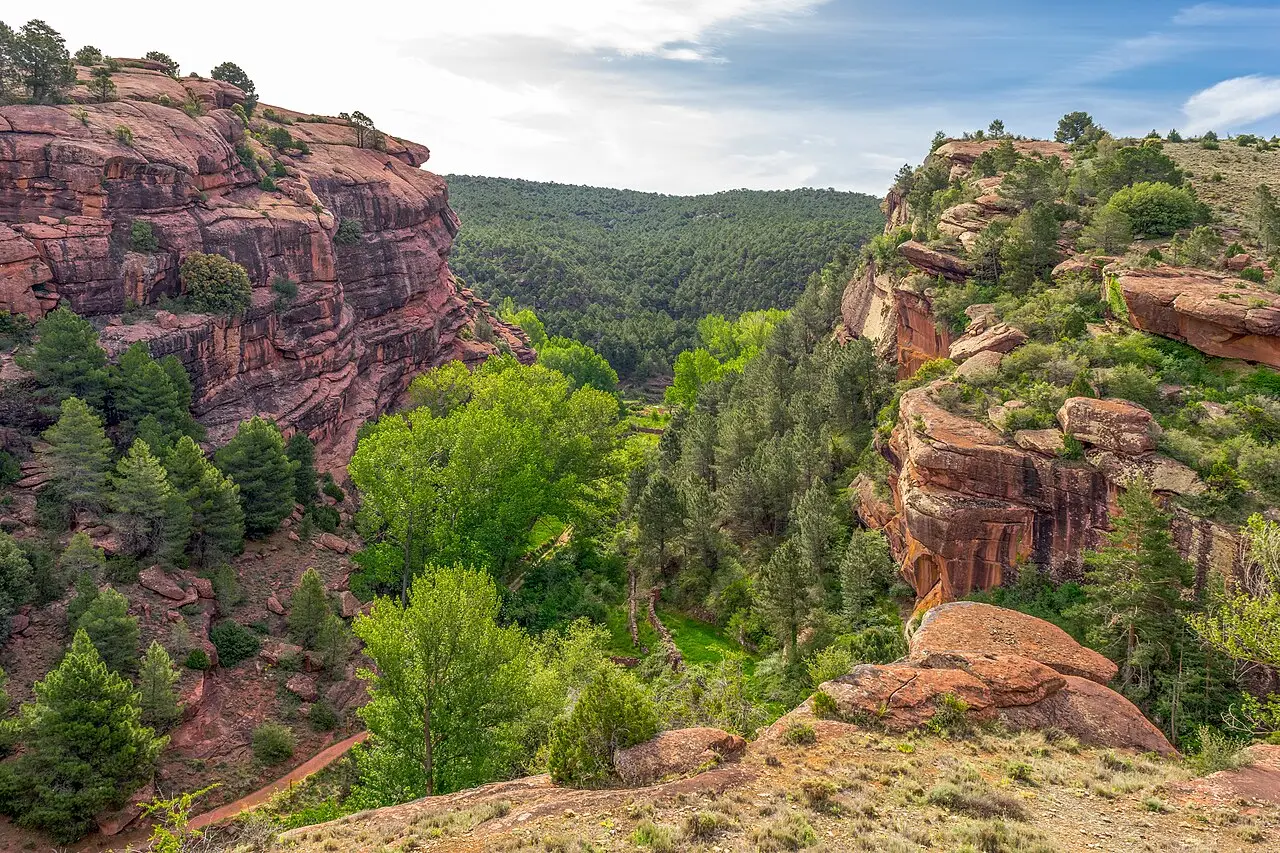 Pinar sobre roca de arenisca roja en los Pinares de Rodeno